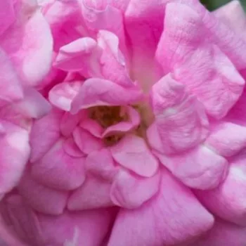 Ruže - eshop  - ružová - stromčekové ruže - Stromková ruža s drobnými kvetmi - Superb Dorothy - mierna vôňa ruží - aróma jabĺk