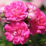 Stamrozen - roze - Rosa Superb Dorothy - zacht geurende roos
