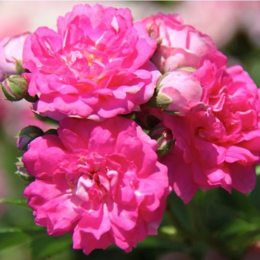 Trandafir cu parfum discret - Trandafiri - Superb Dorothy - comanda trandafiri online
