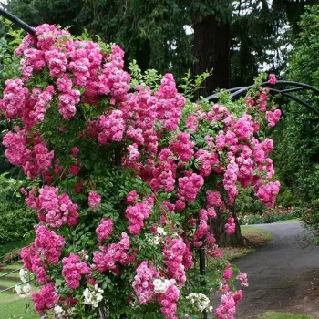 Rosa - rosales ramblers trepadores - rosa de fragancia discreta - manzana