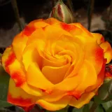 Sárga - vörös - virágágyi floribunda rózsa - Online rózsa vásárlás - Rosa Surprise Party™ - diszkrét illatú rózsa - kajszibarack aromájú