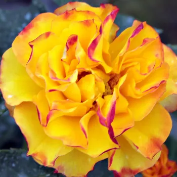 Rózsa kertészet - sárga - vörös - virágágyi floribunda rózsa - Surprise Party™ - diszkrét illatú rózsa - kajszibarack aromájú - (60-80 cm)