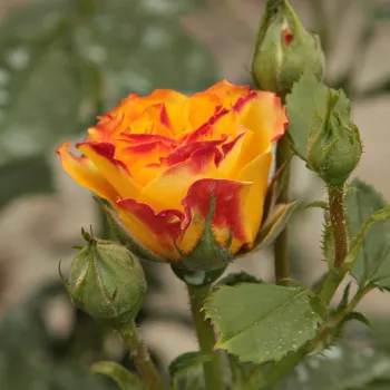 Rosa Surprise Party™ - galben rosu - trandafiri pomisor - Trandafir copac cu trunchi înalt – cu flori mărunți