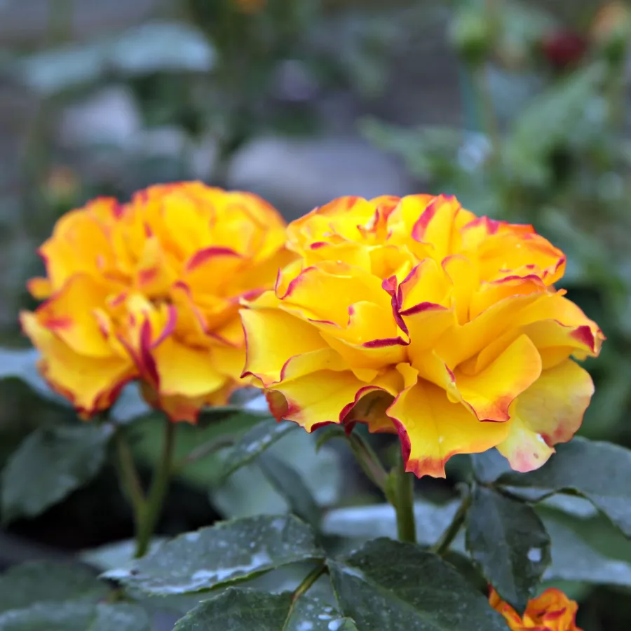 Vrtnica floribunda za cvetlično gredo - Roza - Surprise Party™ - vrtnice - proizvodnja in spletna prodaja sadik