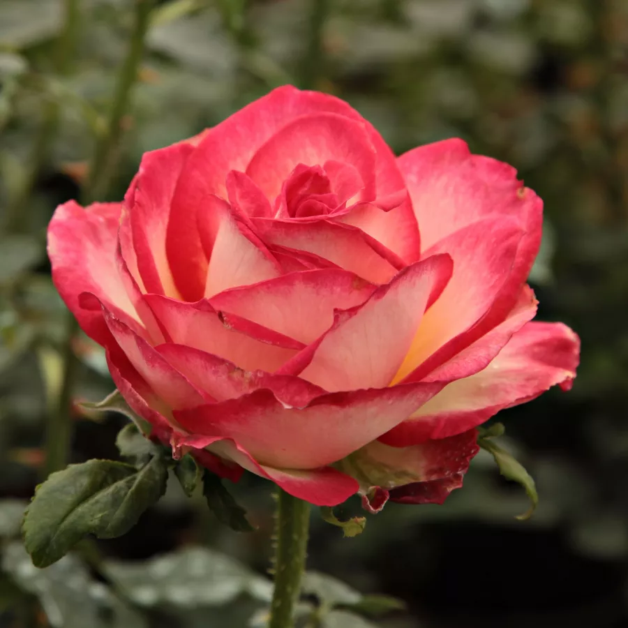 Rose Ibridi di Tea - Rosa - Susan Massu® - Produzione e vendita on line di rose da giardino