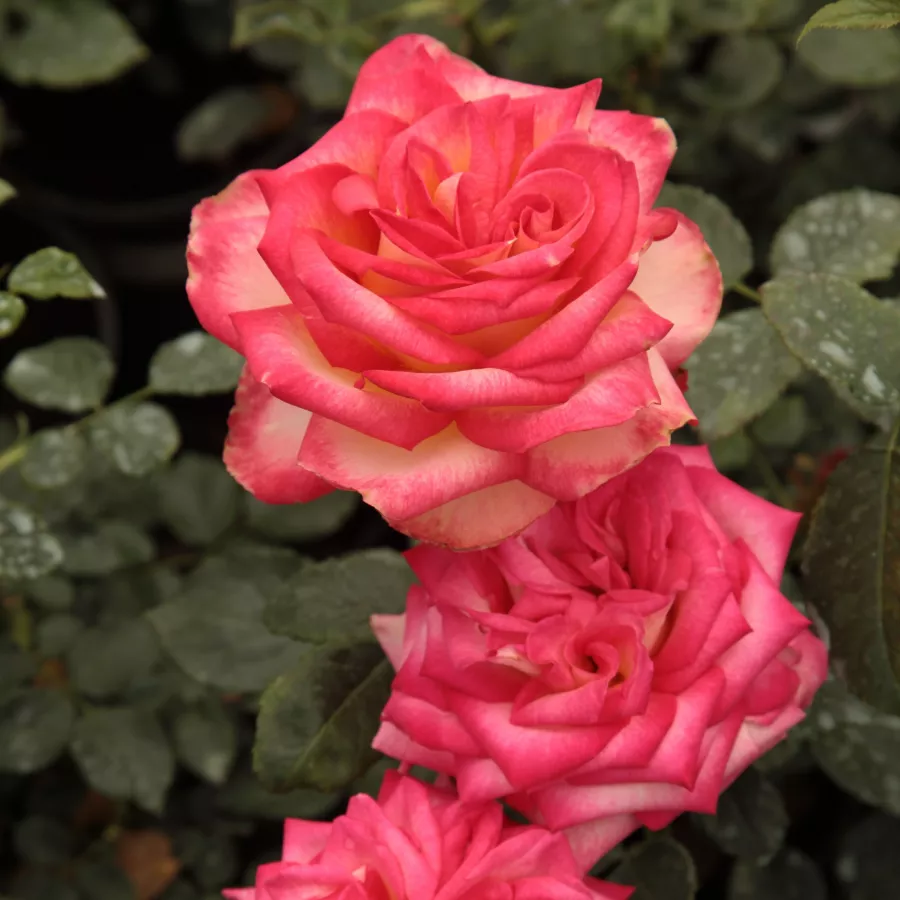 Giallo - arancione - Rosa - Susan Massu® - Produzione e vendita on line di rose da giardino