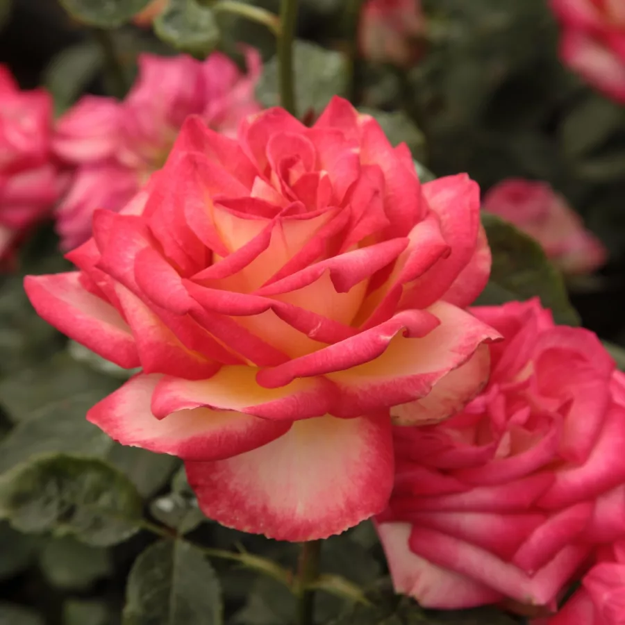 KORad - Róża - Susan Massu® - Szkółka Róż Rozaria