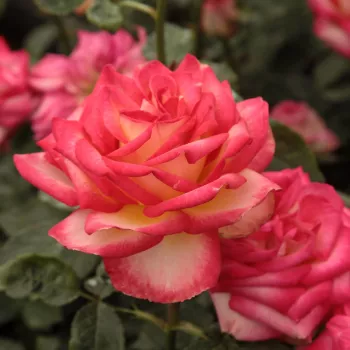 Sárga - sötétrózsaszín sziromszél - teahibrid rózsa   (50-150 cm)