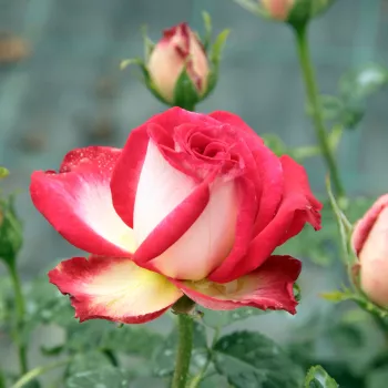 Rosa Susan Massu® - galben - portocaliu - trandafiri pomisor - Trandafir copac cu trunchi înalt – cu flori teahibrid