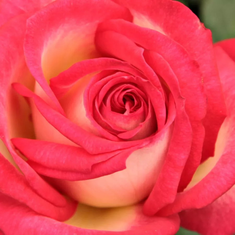Pojedynczy - Róża - Susan Massu® - 