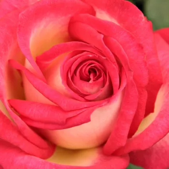 Trandafiri online - galben - portocaliu - Trandafiri hibrizi Tea - Susan Massu® - trandafir cu parfum intens