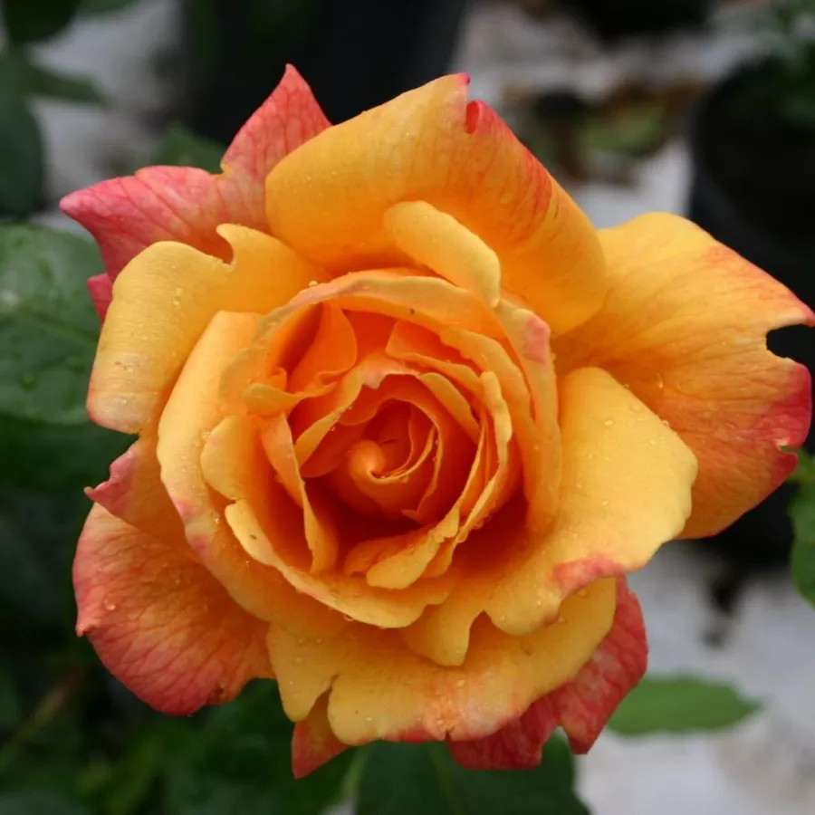 Róża z intensywnym zapachem - Róża - Sutter's Gold - Szkółka Róż Rozaria