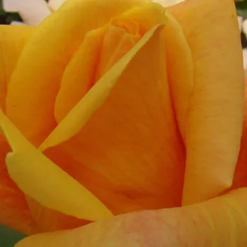 Ruže - online - koupit - climber, popínavá ruža - žltá - intenzívna vôňa ruží - aróma jabĺk - Sutter's Gold - (380-420 cm)