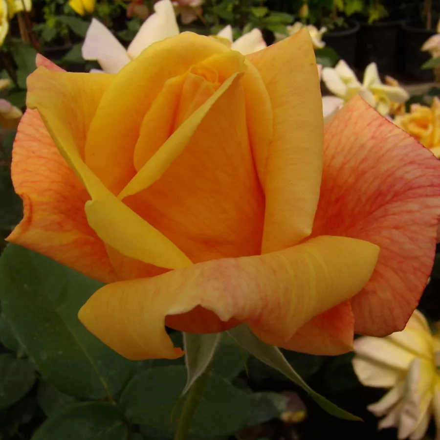 Amarillo - Rosa - Sutter's Gold - rosal de pie alto