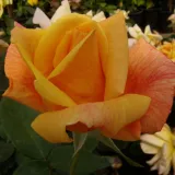 žltá - stromčekové ruže - Rosa Sutter's Gold - intenzívna vôňa ruží - aróma jabĺk