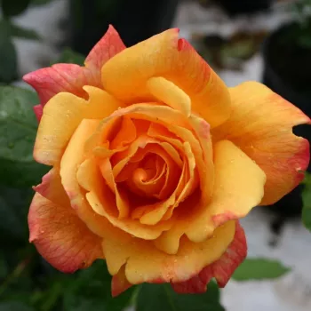 Rosa Sutter's Gold - sárga - teahibrid virágú - magastörzsű rózsafa
