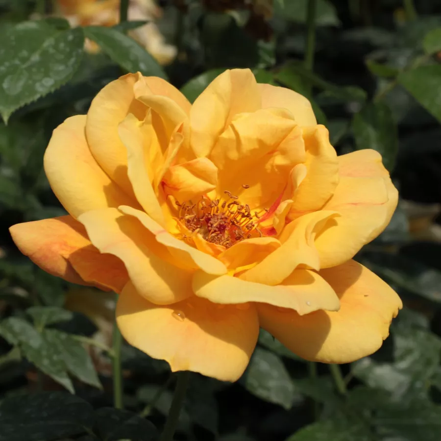 Climber, róża pnąca - Róża - Sutter's Gold - sadzonki róż sklep internetowy - online