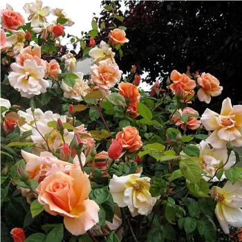 Sárga - rózsaszín árnyalat - climber, futó rózsa - intenzív illatú rózsa - alma aromájú