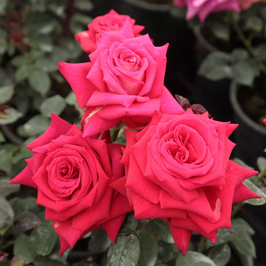 Różowy - Róża - Agkon - Szkółka Róż Rozaria