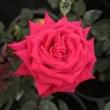 Ružová - stromčekové ruže - Rosa Agkon - bez vône
