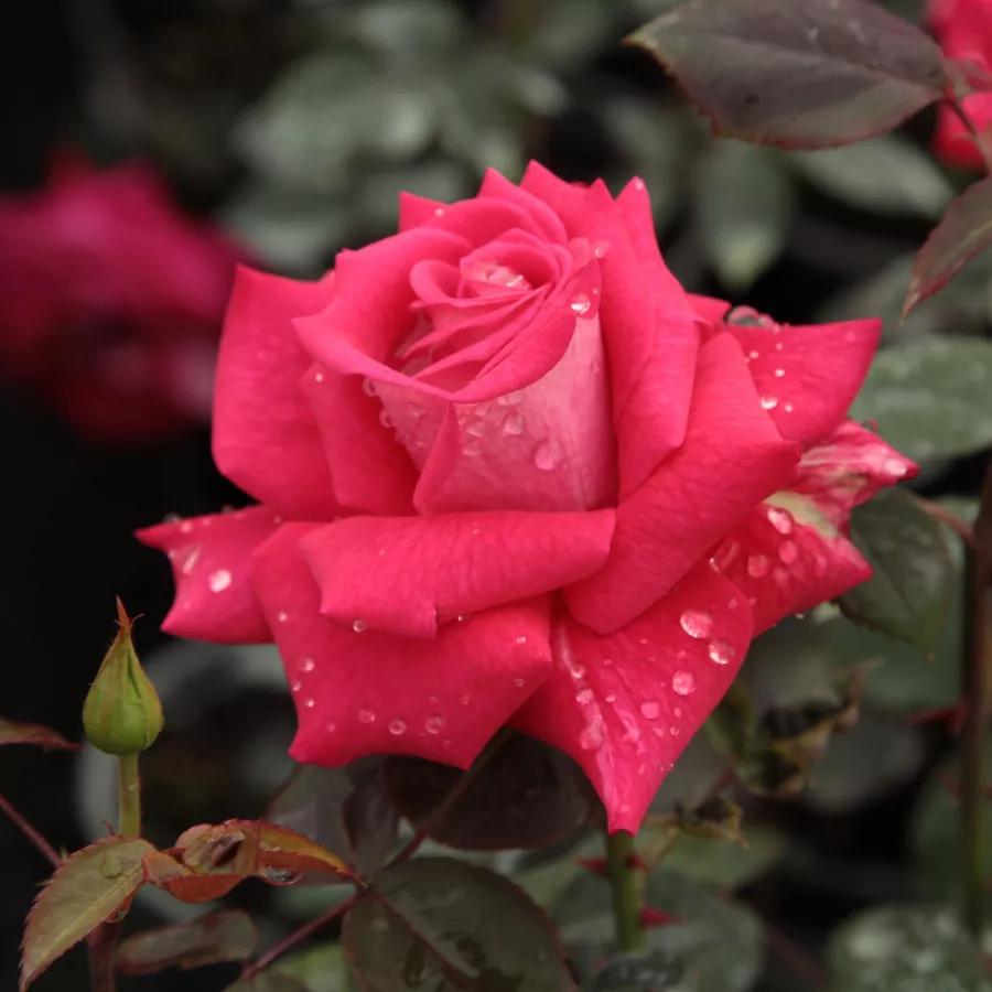 Stromkové růže - Stromkové růže s květmi čajohybridů - Růže - Agkon - 