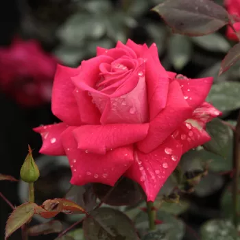 Rosa  Agkon - różowy  - Róże pienne - z kwiatami hybrydowo herbacianymi - korona równomiernie ukształtowana