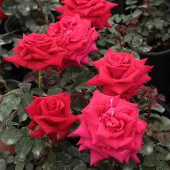 Rojo carmín - Árbol de Rosas Híbrido de Té - rosal de pie alto- forma de corona de tallo recto