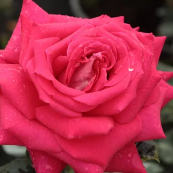 Rosa Agkon - rosa sin fragancia - Árbol de Rosas Híbrido de Té - rosal de pie alto - rosa - Richard Agel- forma de corona de tallo recto - Rosal de árbol con forma de flor típico de las rosas de corte clásico.