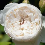 Fehér - angol rózsa - Online rózsa vásárlás - Rosa Auslevel - intenzív illatú rózsa - tea aromájú