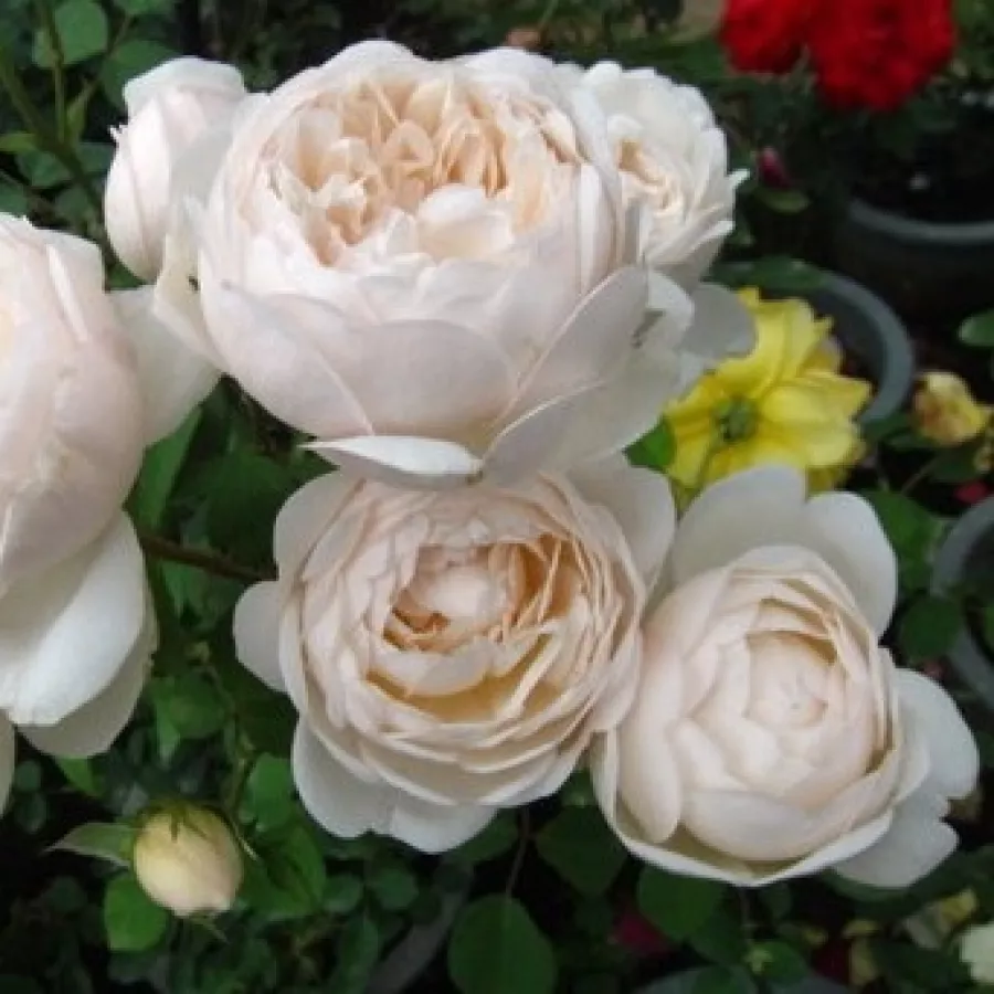 Biały - Róża - Auslevel - Szkółka Róż Rozaria