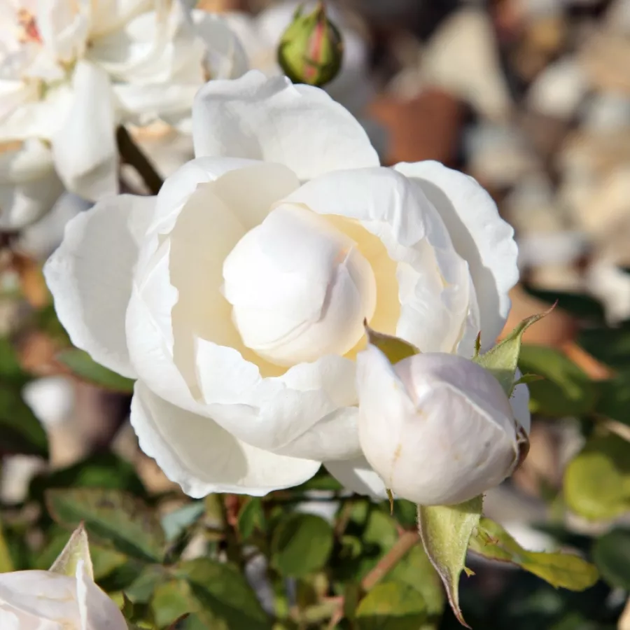 Rosa molo intensamente profumata - Rosa - Auslevel - Produzione e vendita on line di rose da giardino