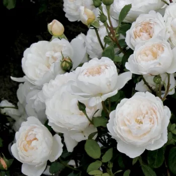 Weiß mit cremefarbenem schatten - englische rosen