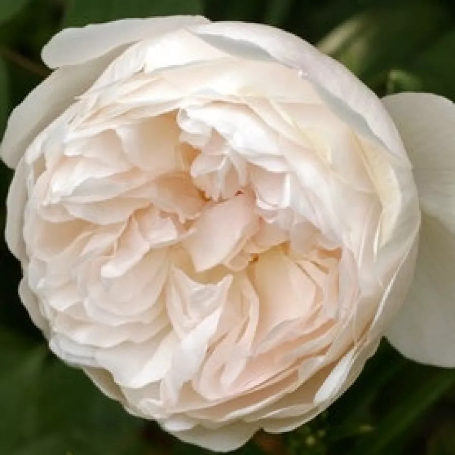English Rose Collection, Shrub - Róża - Auslevel - Szkółka Róż Rozaria