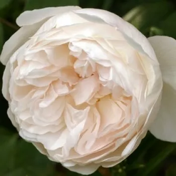 Comanda trandafiri online - Alb - trandafir englezesti - trandafir cu parfum foarte intens, puternic - Rosa Sasad - David Austin - Arbust de trandafir superb, cu o bună utilizare la margini și ca straturi de trandafiri