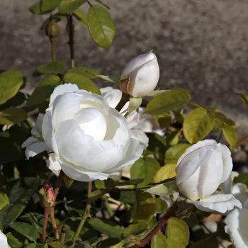 Rosa Auslevel - blanco - árbol de rosas de flores en grupo - rosal de pie alto