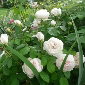 Fehér - magastörzsű rózsa - csokros virágú