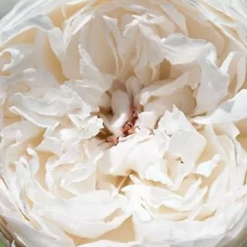 Rosa Auslevel - très intense parfumé - Fleurs groupées en bouquet - rosier à haute tige - blanche - David Austin - buissonnant - -