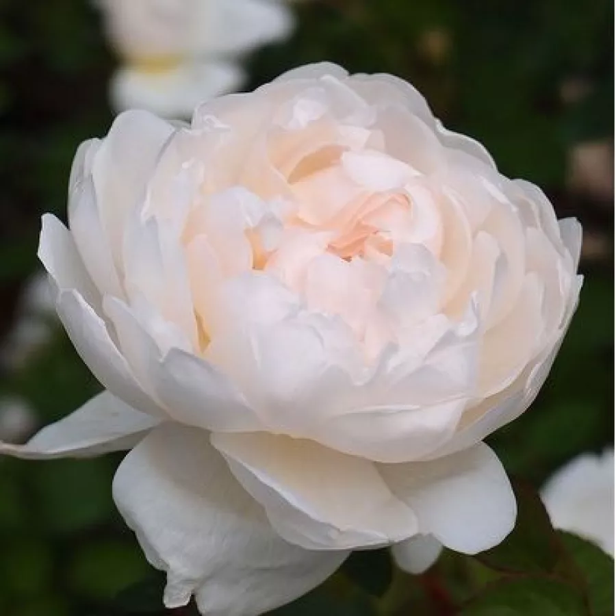 Anglická ruža - Ruža - Auslevel - ruže eshop
