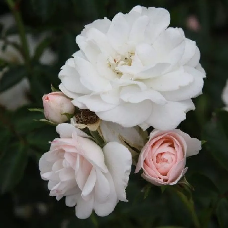 Virágágyi floribunda rózsa - Rózsa - Sümeg - Online rózsa rendelés