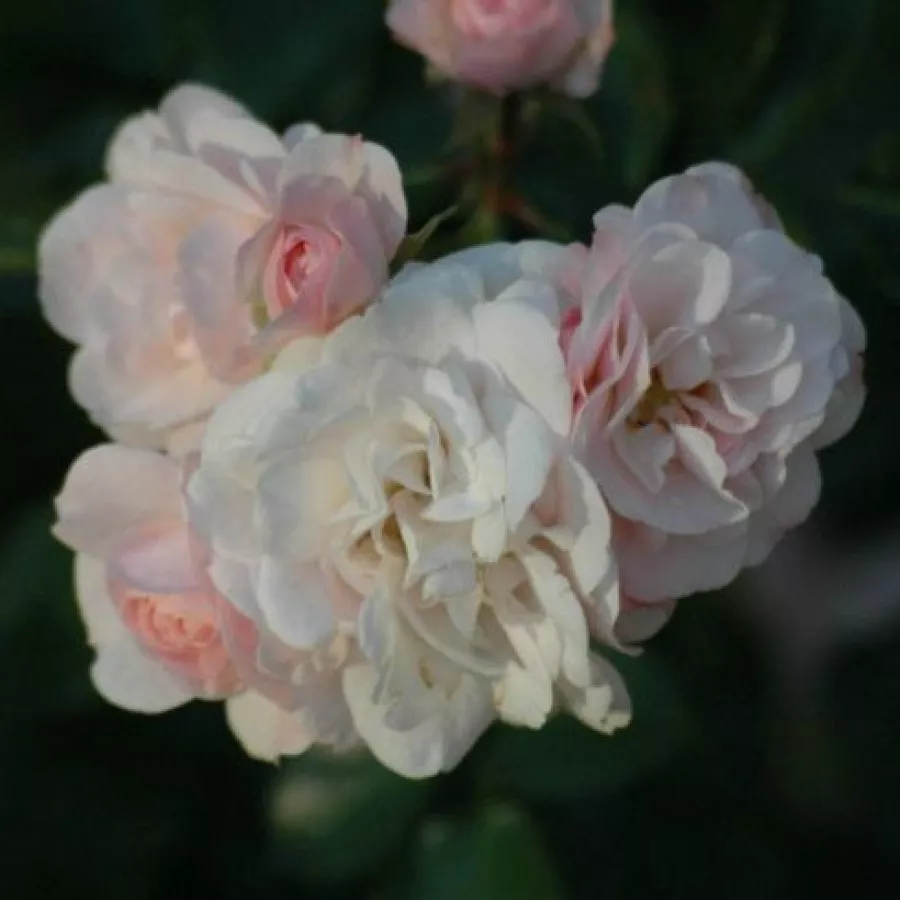 Rózsaszín - Rózsa - Sümeg - Online rózsa rendelés