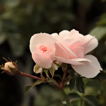 Rosa Sümeg - różowy - róże rabatowe grandiflora - floribunda