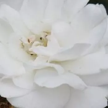 Online rózsa rendelés  - virágágyi floribunda rózsa - rózsaszín - nem illatos rózsa - Sümeg - (60-70 cm)