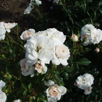 Rosa claro - árbol de rosas de flores en grupo - rosal de pie alto   (120-150 cm)