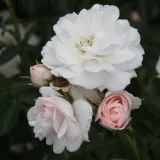 Stromčekové ruže - ružová - Rosa Sümeg - bez vône