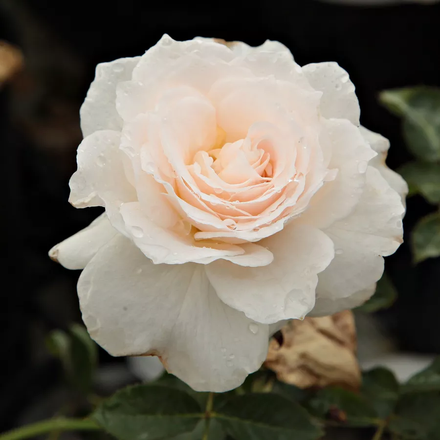 Róże rabatowe grandiflora - floribunda - Róża - Sweet Blondie™ - Szkółka Róż Rozaria