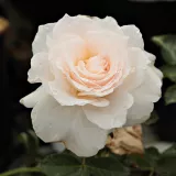 Vrtnice Floribunda - bela - Vrtnica brez vonja - Rosa Sweet Blondie™ - Na spletni nakup vrtnice