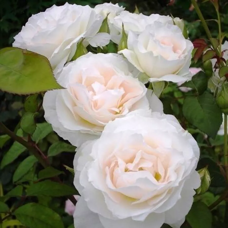 Fehér - Rózsa - Sweet Blondie™ - Online rózsa rendelés