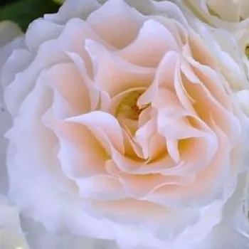 Rosen Gärtnerei - floribundarosen - weiß - Rosa Sweet Blondie™ - duftlos - Martin Vissers - Cremeweiße Rose mit rosanen Tönen und mäßig fruchtigem Duft.