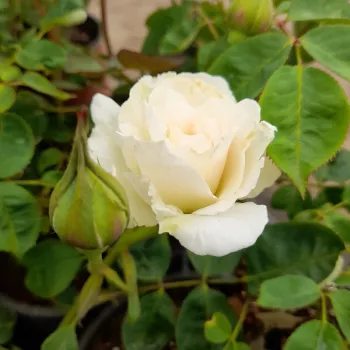 Rosa Sweet Blondie™ - bianco - Rose per aiuole (Polyanthe – Floribunde) - Rosa ad alberello0