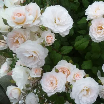Krémově bílá - stromkové růže - Stromkové růže, květy kvetou ve skupinkách